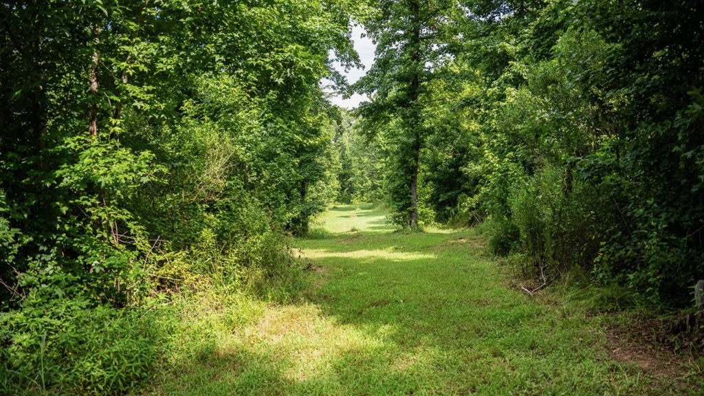 Hunting Land in Claiborne County, MS – The Reagan Tract