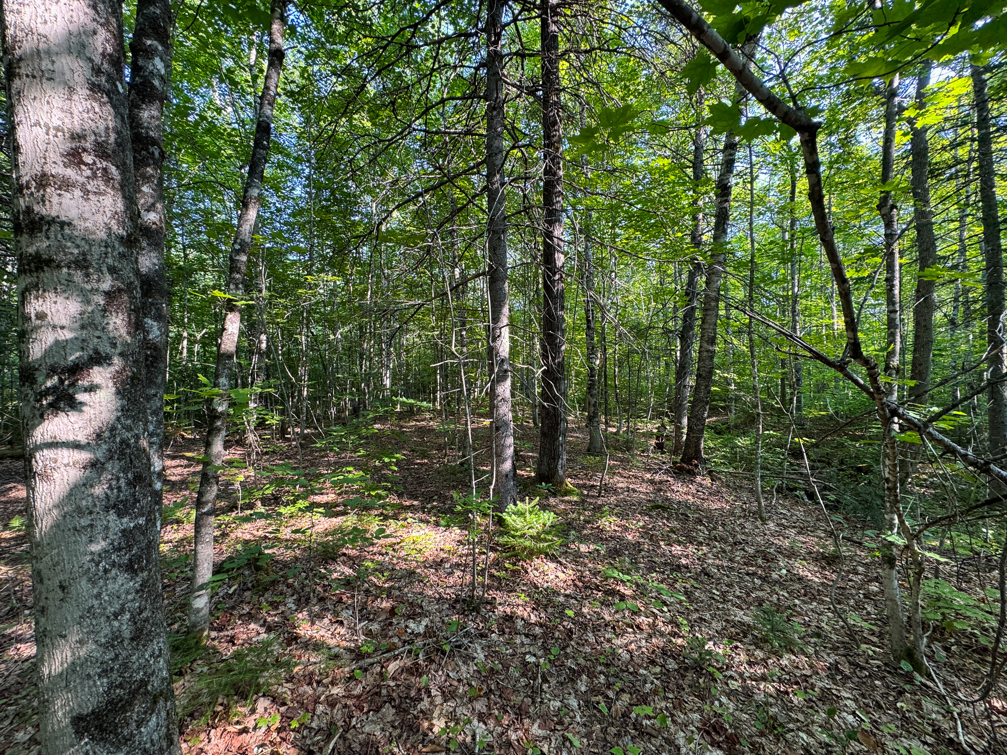 Off-Grid Cabin with 150± Acres Bordering Mount Chase