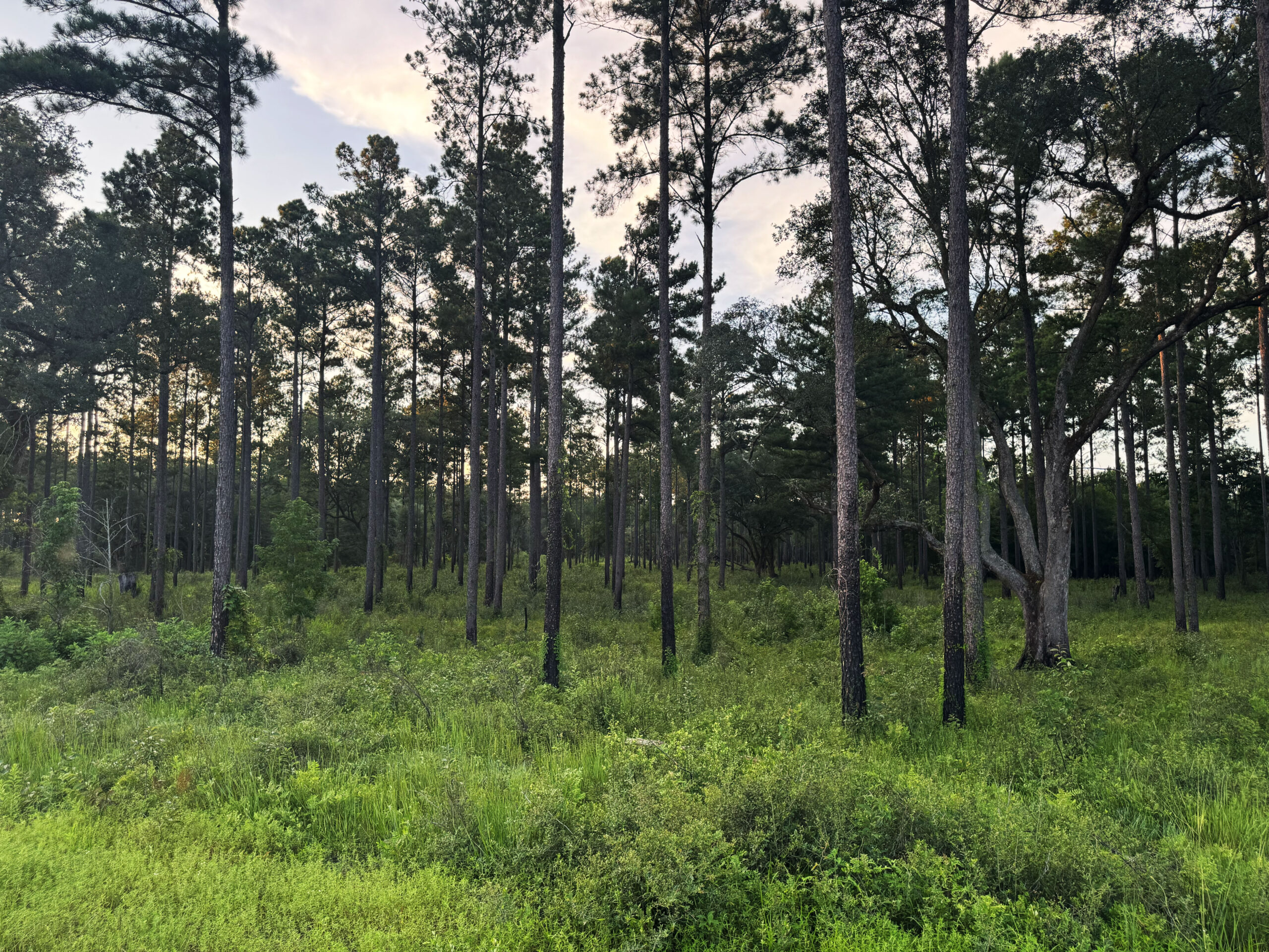 Recreational and hunting paradise located just outside Vada, GA in Decatur County