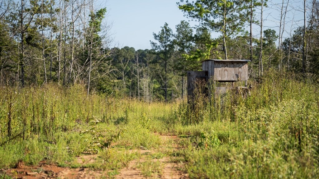 Gloster MS Hunting & Investment Land for Sale – 84 Acres