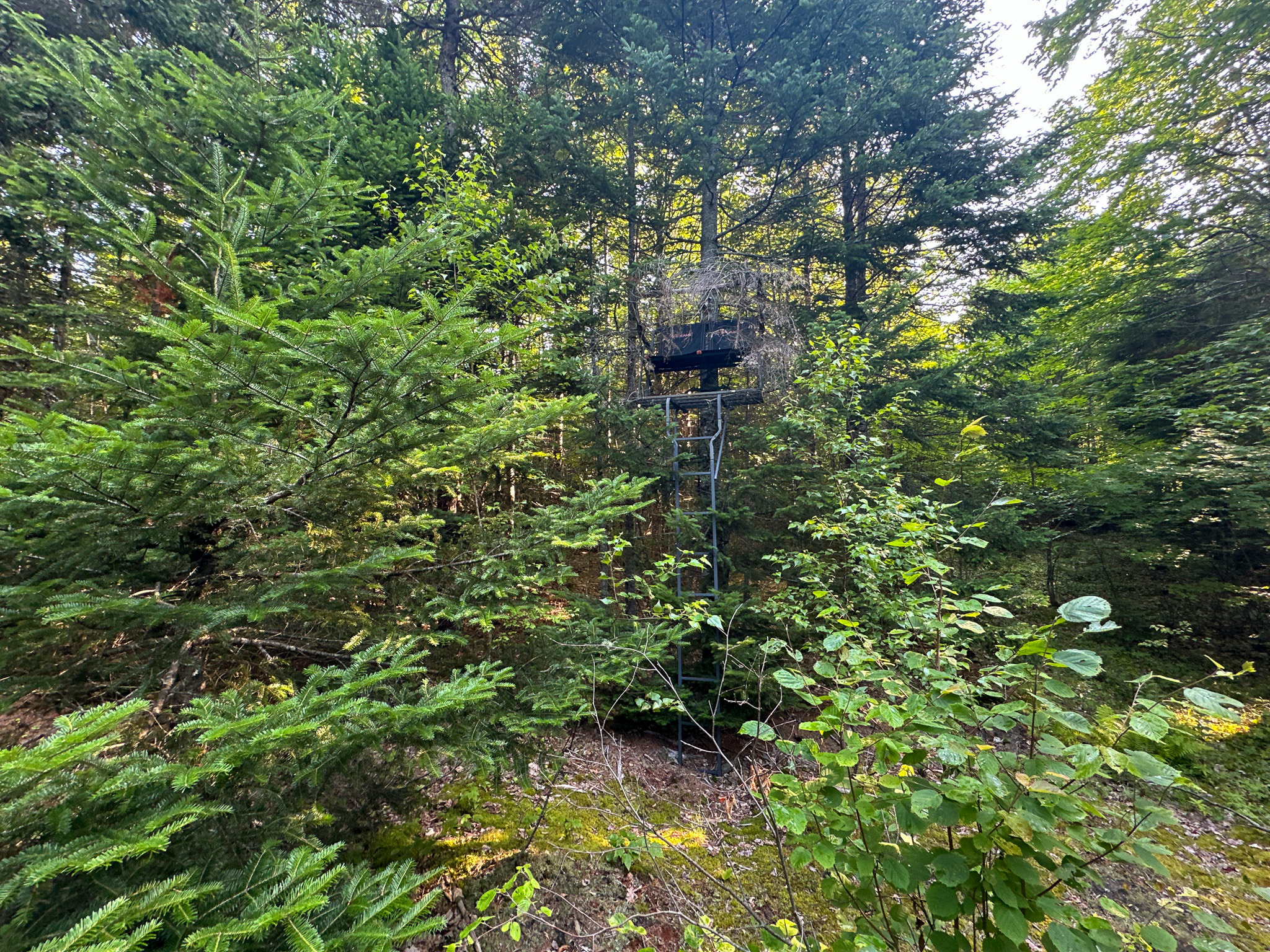 Maine Hunting and Recreational Timberland for Sale | 152± Acres in Carroll Plantation