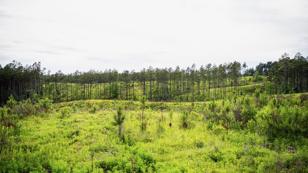 Catahoula 295 Acres – Enterprise, LA Hunting Land