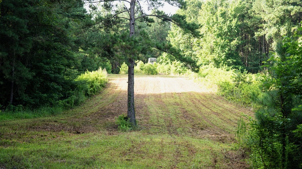 Hunting Land in Woodville, MS – 125 Acres for Sale