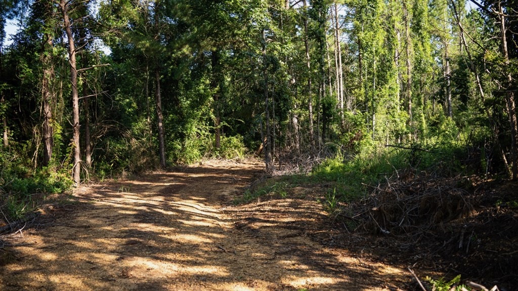 Gloster MS Hunting & Investment Land for Sale – 84 Acres
