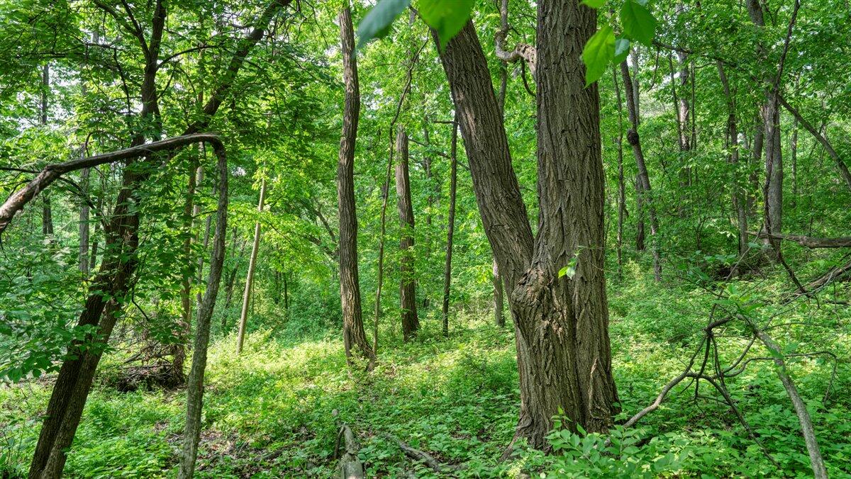 Twenty-One-Acre Hidden Gem in Vernon County WI