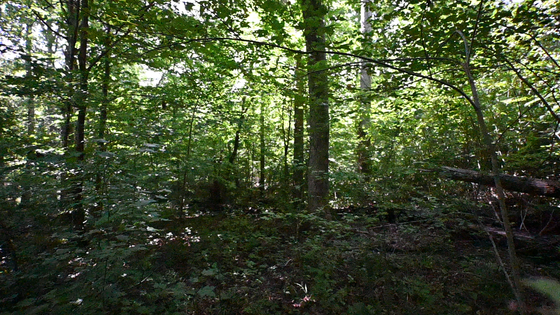 53± Acres for Sale in Decaturville, Tennessee