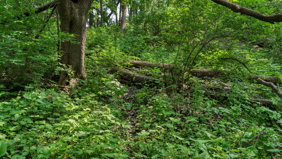 Twenty-One-Acre Hidden Gem in Vernon County WI