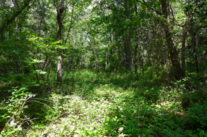 Land For Sale Barton County, MO 160± acres