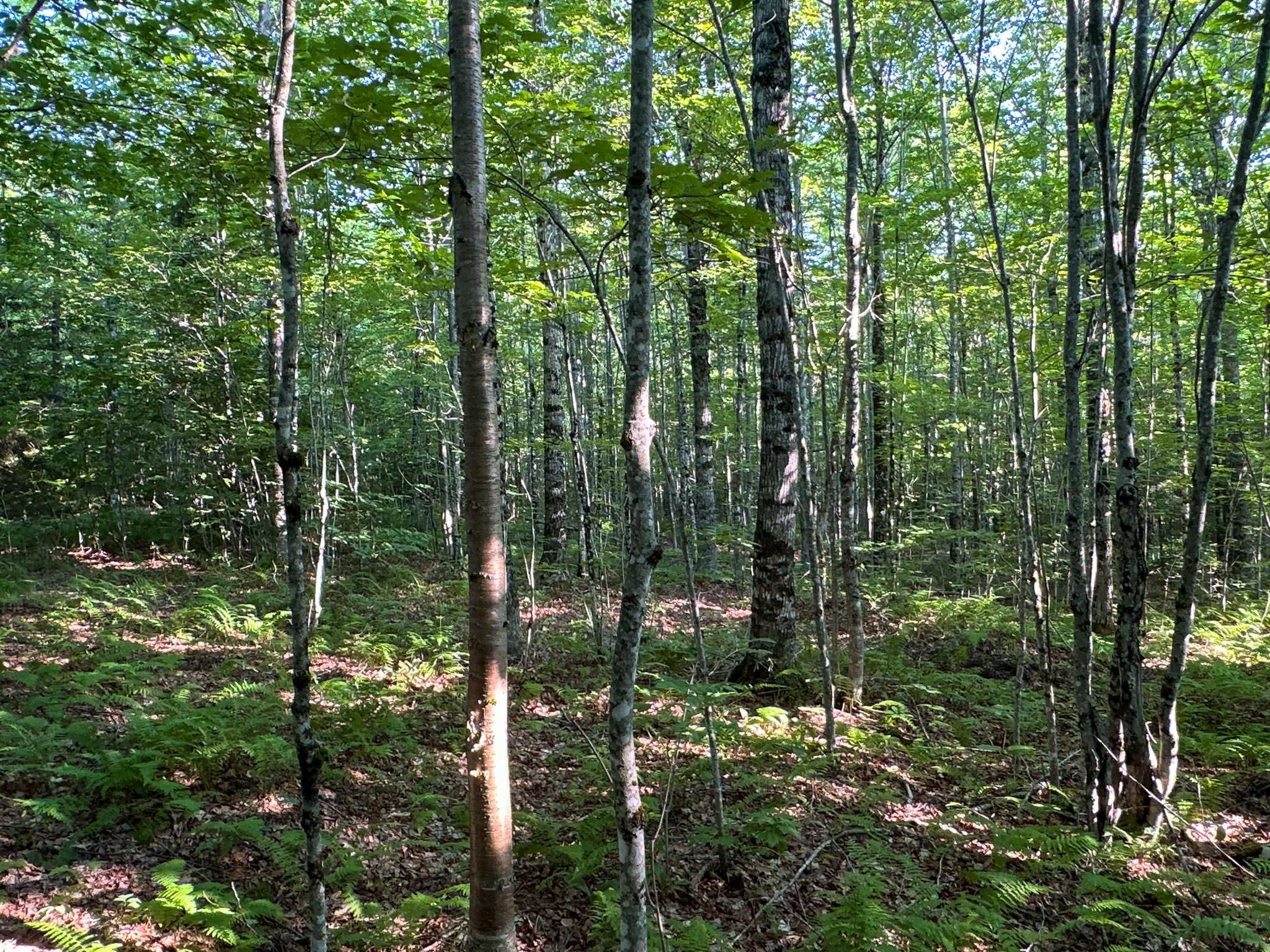 Maine Hunting and Recreational Timberland for Sale | 152± Acres in Carroll Plantation