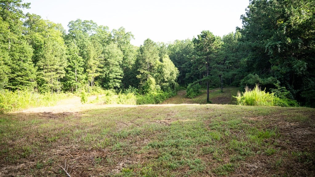 Hunting Land in Woodville, MS – 125 Acres for Sale