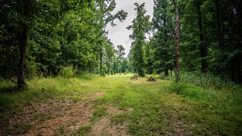 Hunting Land in Claiborne County, MS – The Reagan Tract