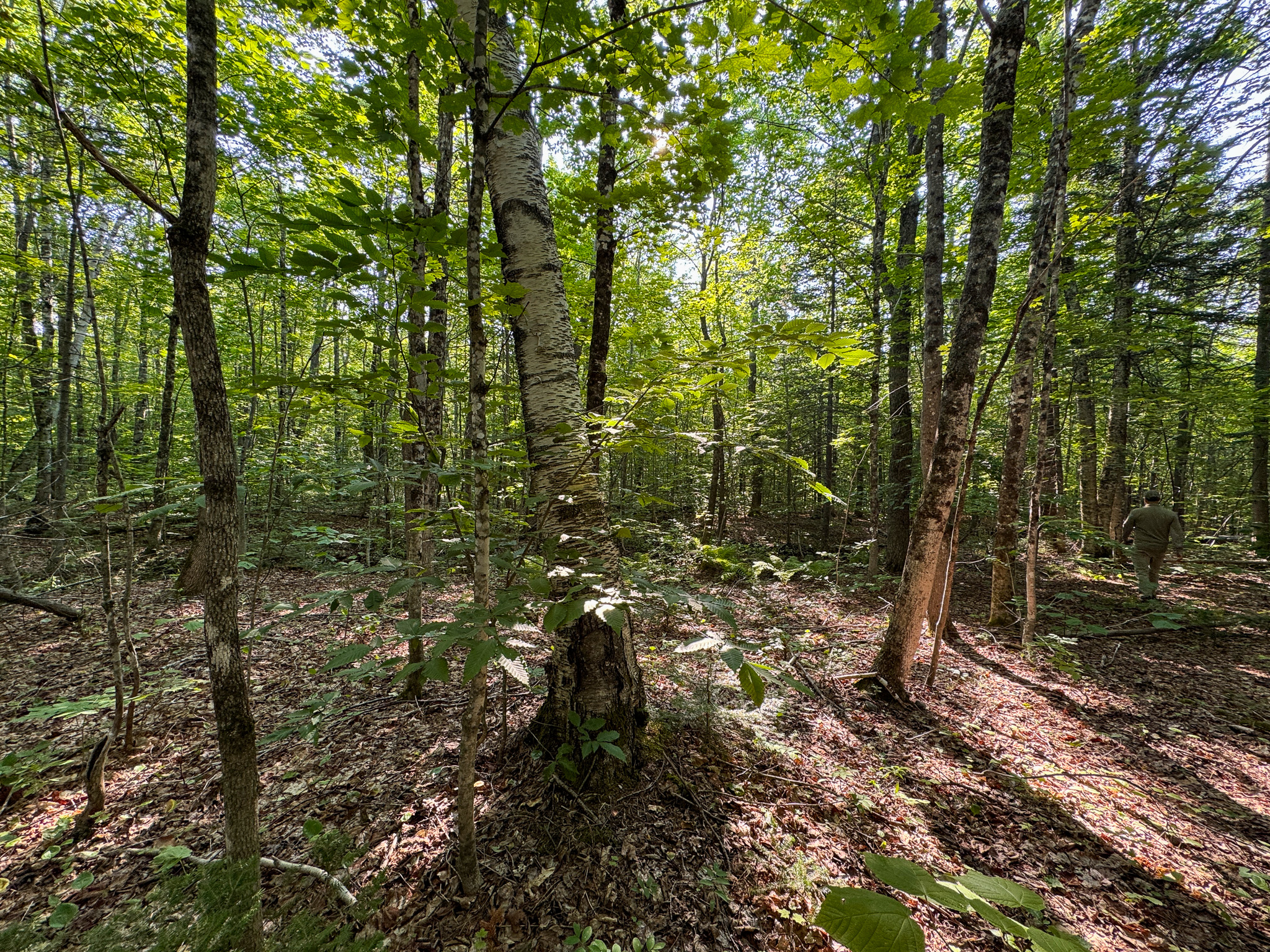 Off-Grid Cabin with 150± Acres Bordering Mount Chase