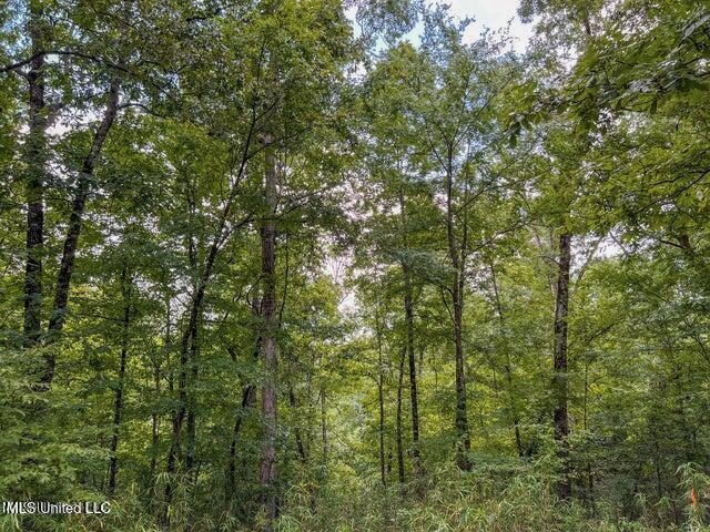 95 Acres of Prime Hunting Property in Hinds County