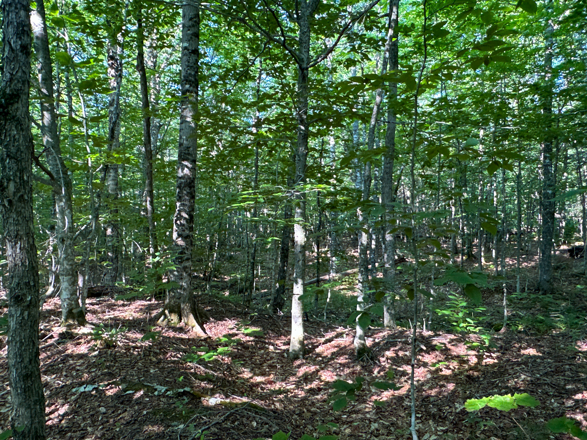 80± Acres of Off-Grid Mountain Land in Mount Chase, Maine