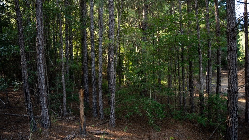 Gloster MS Hunting & Investment Land for Sale – 84 Acres