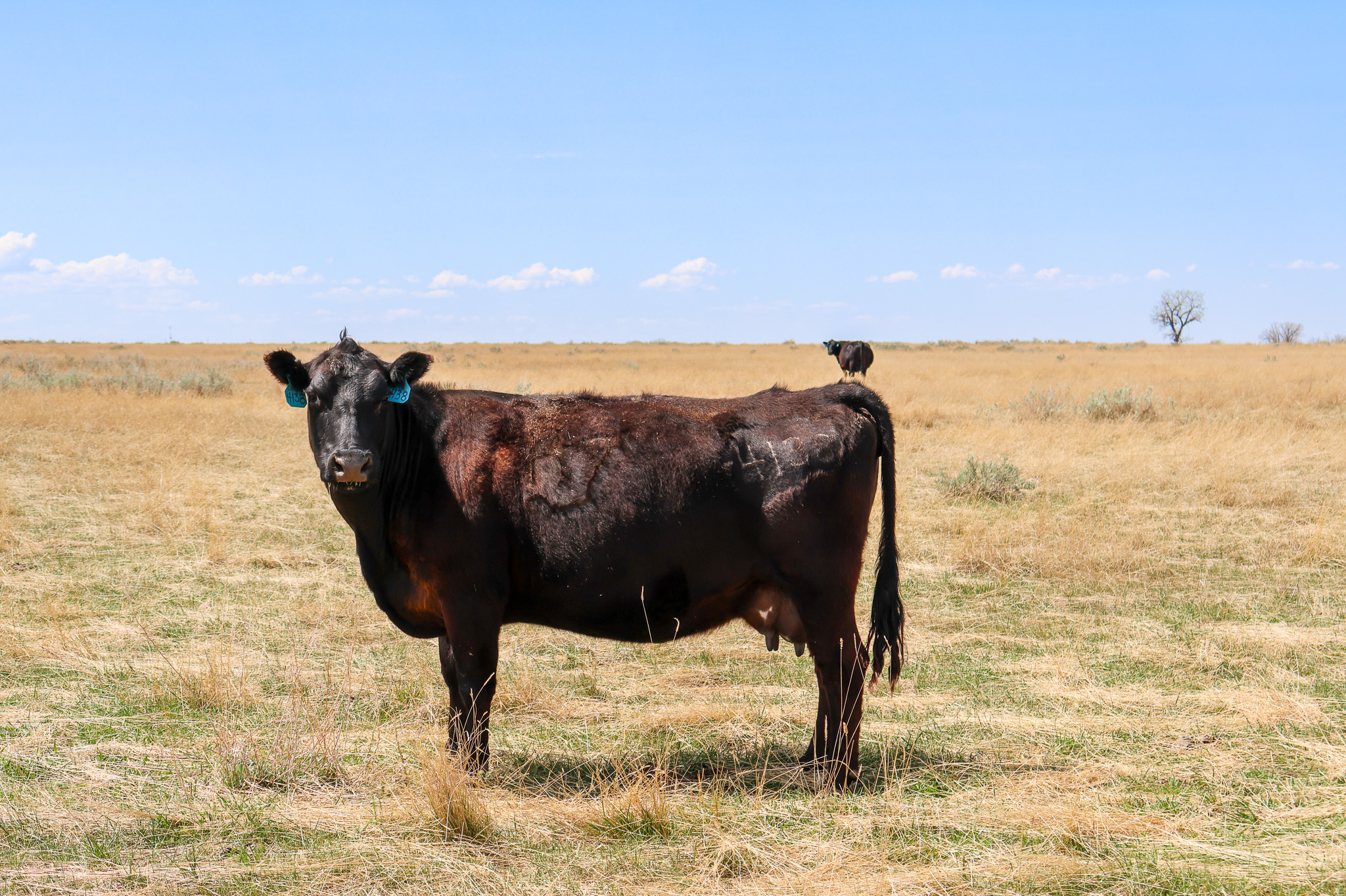 East Malta Irrigated Farm & Ranch – The Hould Property
