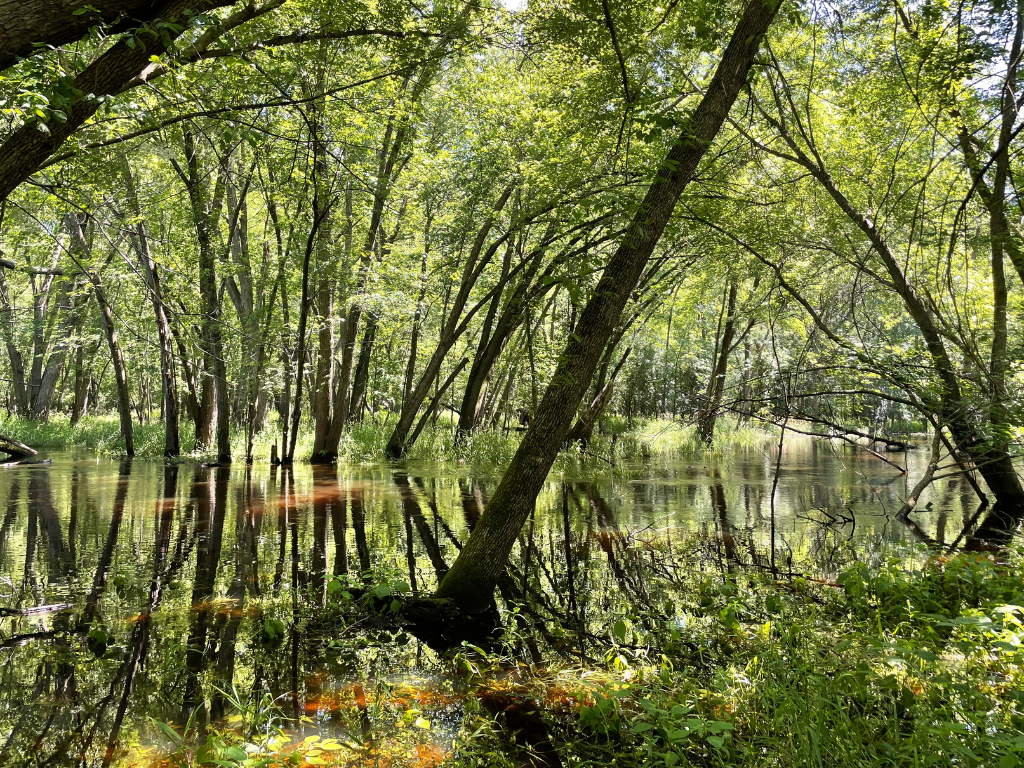 71.8-Acre Heavily Wooded Hunting Parcel with 4,500 Ft of St. Francis River Frontage