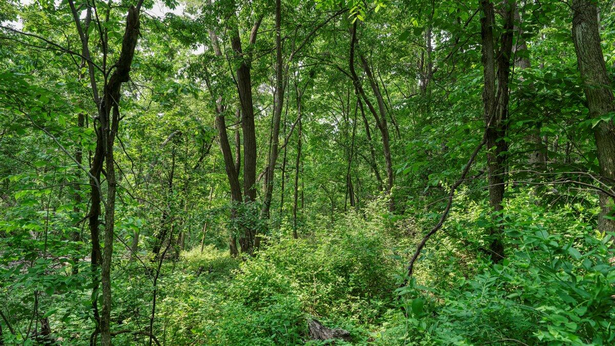 Twenty-One-Acre Hidden Gem in Vernon County WI