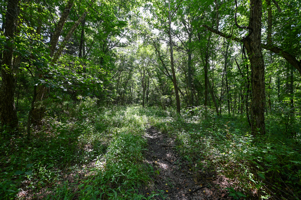 Land For Sale Barton County, MO 160± acres