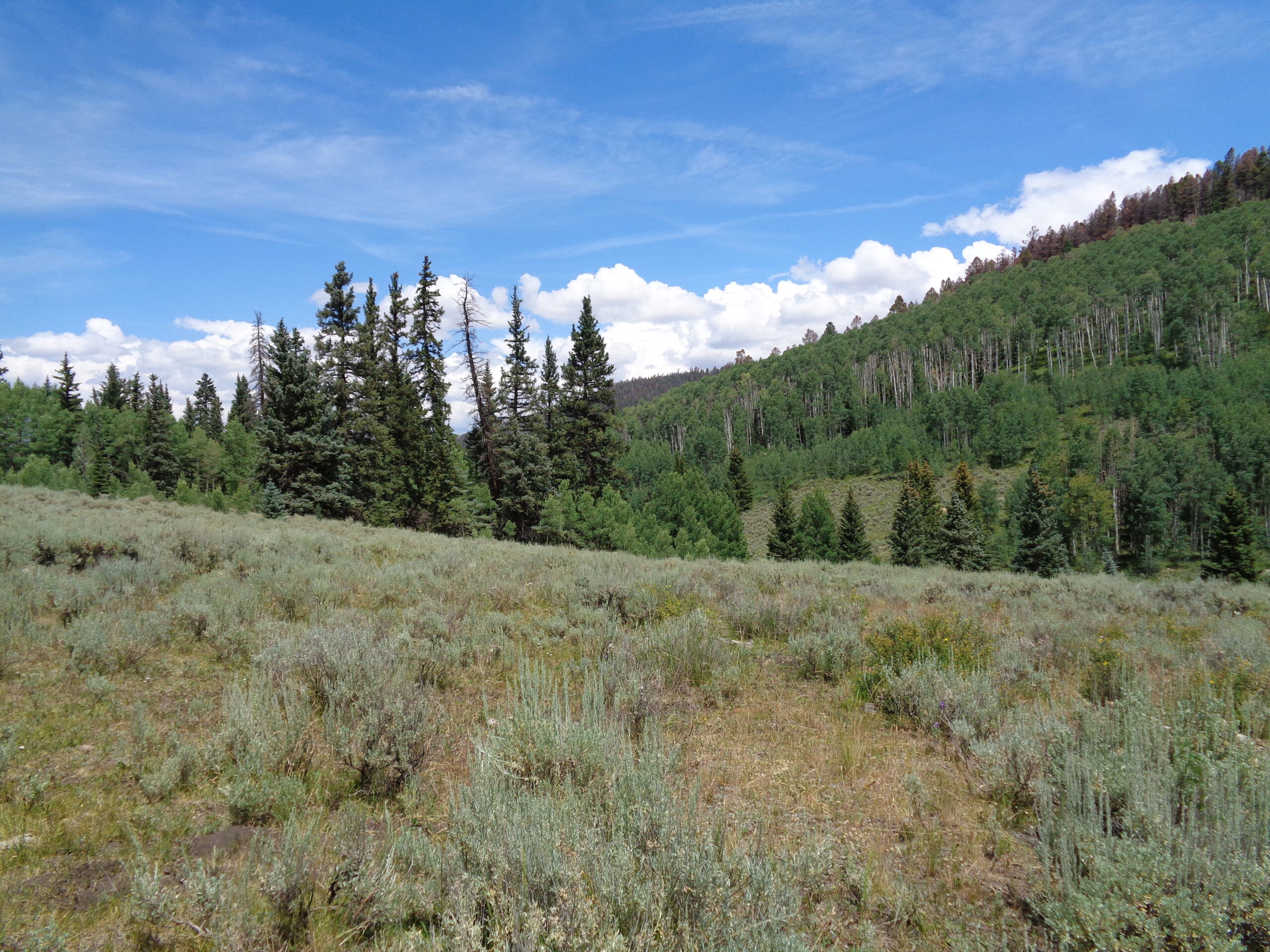 Cabin For Sale on 73 Acres in Colorado in GMU 66