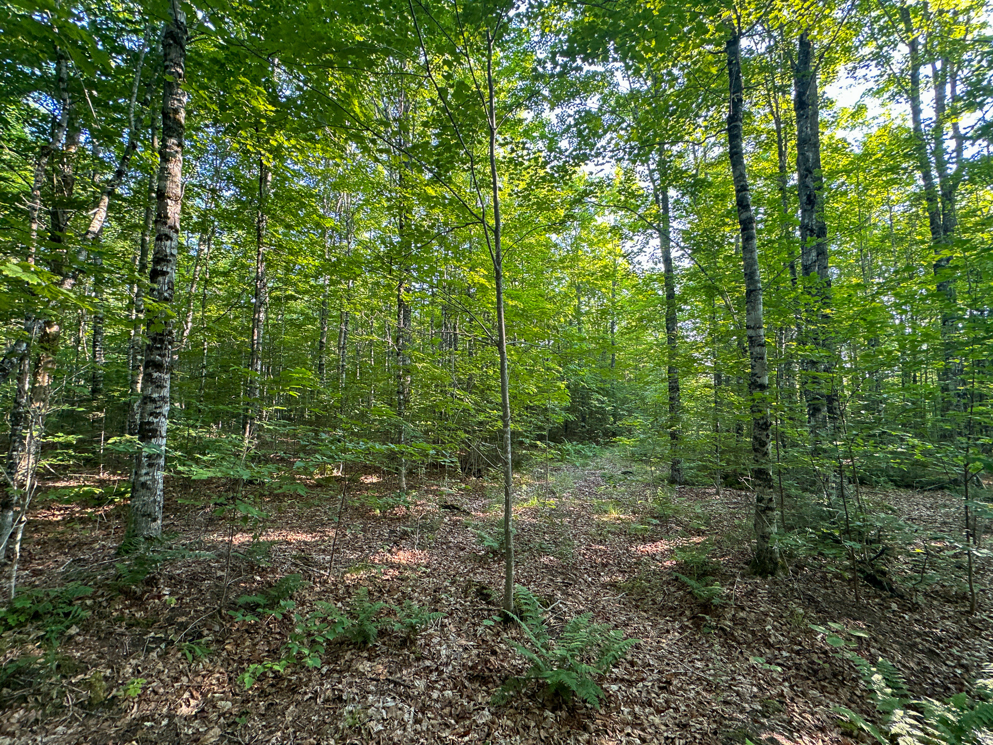 Maine Hunting and Recreational Timberland for Sale | 152± Acres in Carroll Plantation