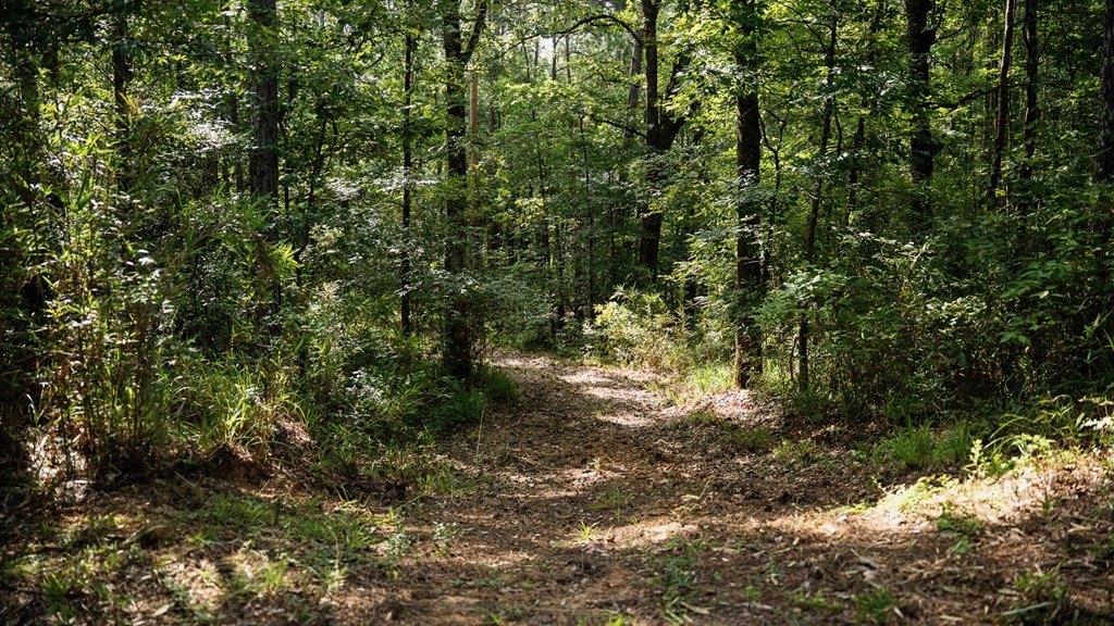 Hunting Land in Woodville, MS – 125 Acres for Sale