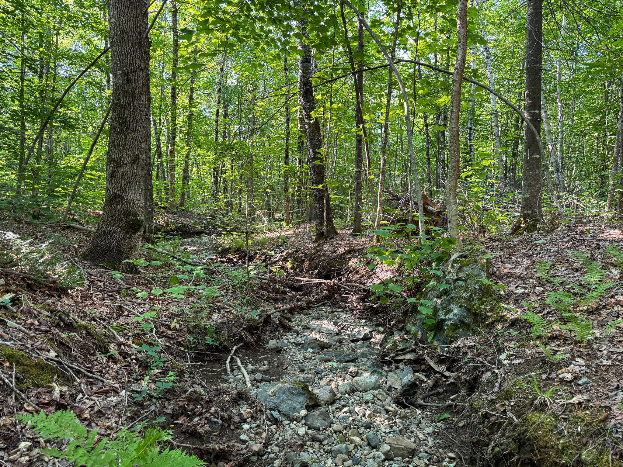 Off-Grid Cabin with 150± Acres Bordering Mount Chase