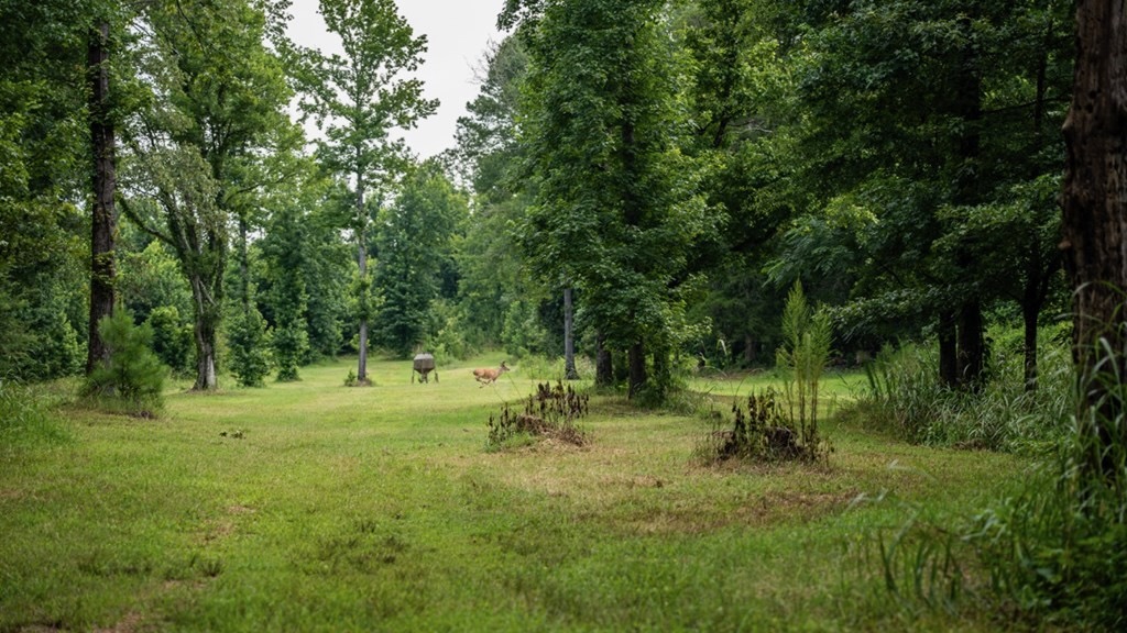 Hunting Land in Claiborne County, MS – The Reagan Tract