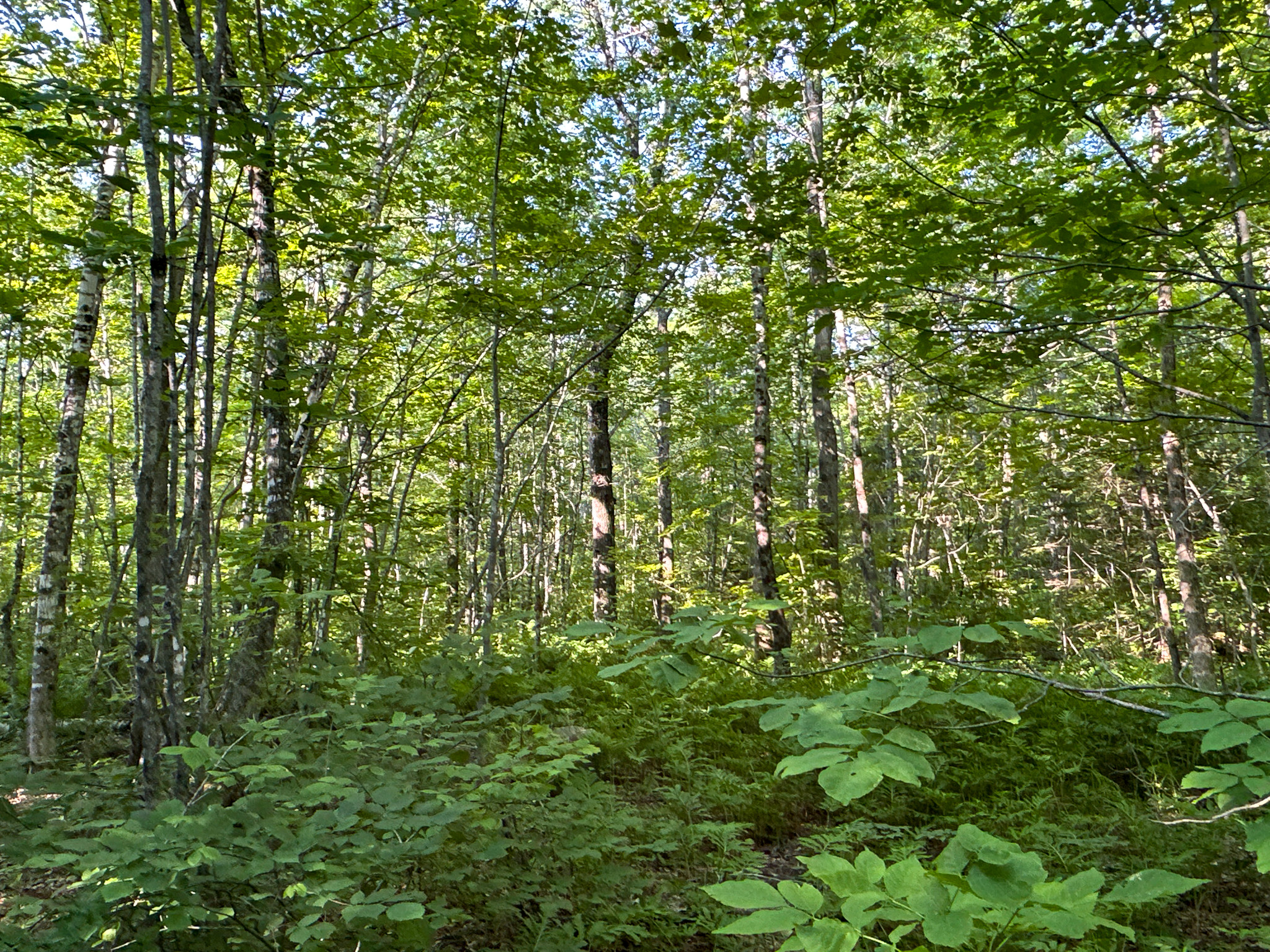 80± Acres of Off-Grid Mountain Land in Mount Chase, Maine