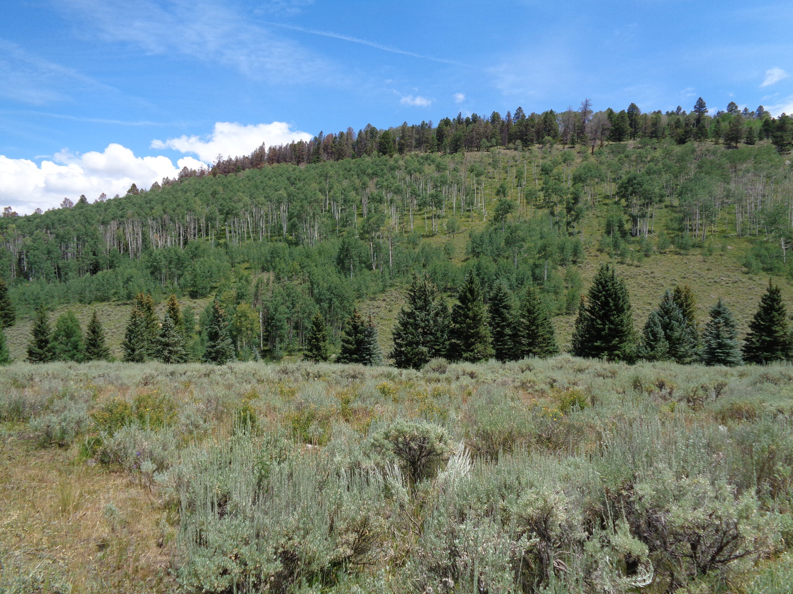 Cabin For Sale on 73 Acres in Colorado in GMU 66