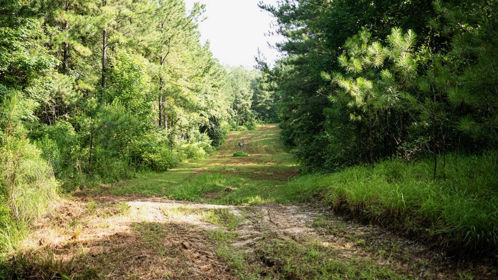 Hunting Land in Woodville, MS – 125 Acres for Sale