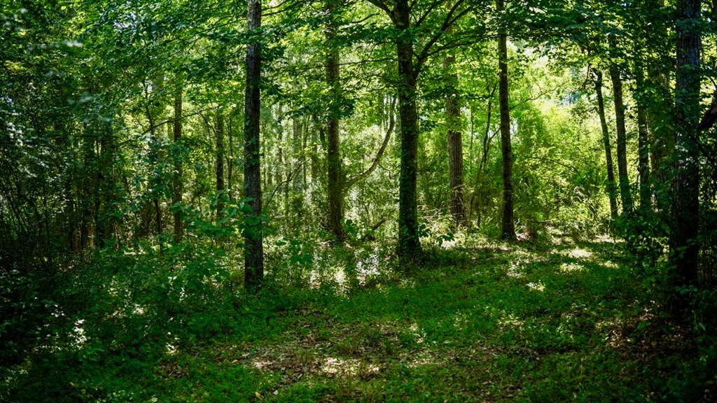 Osyka MS Hunting Land with Pond – Pike 38
