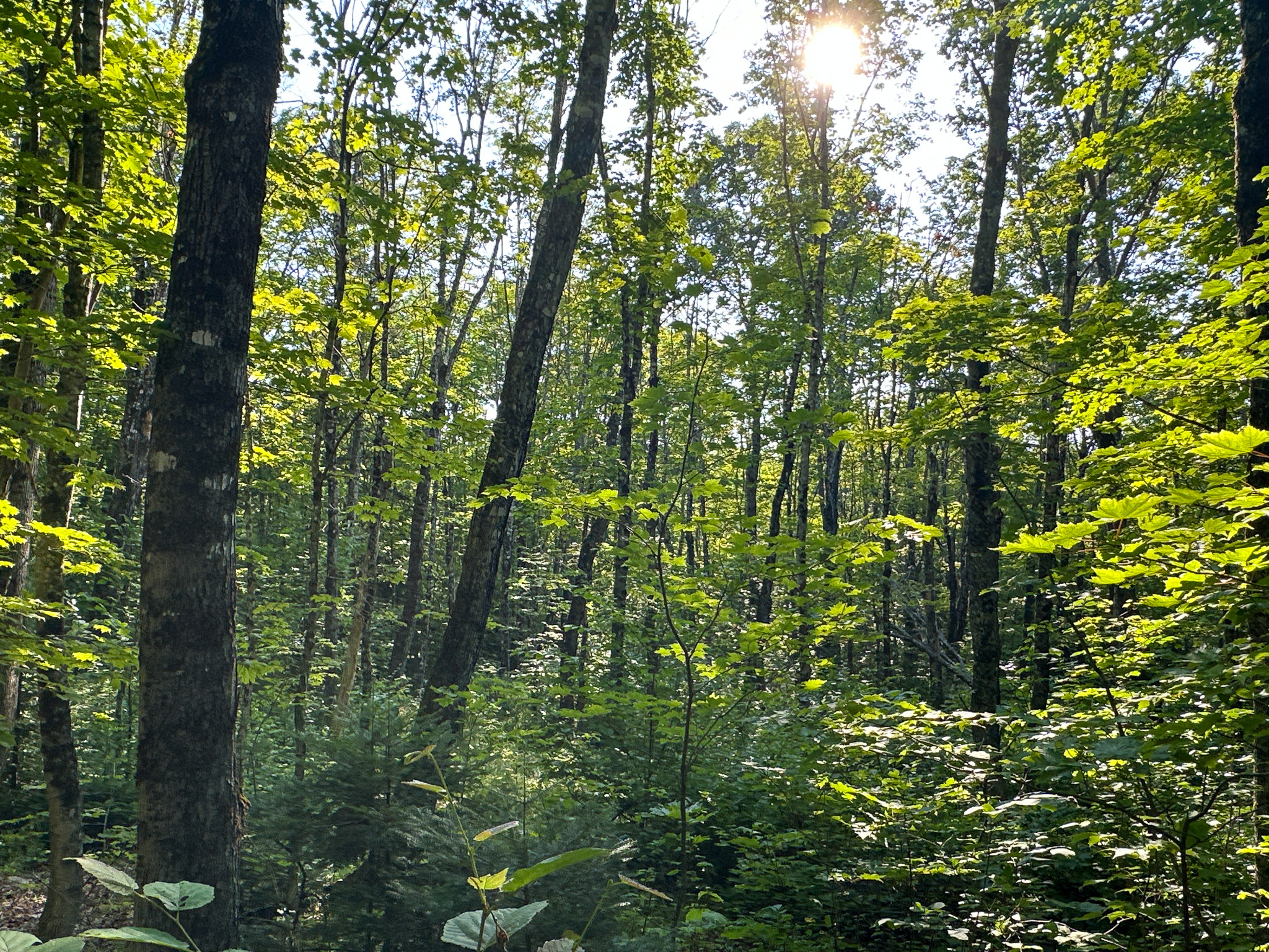 80± Acres of Off-Grid Mountain Land in Mount Chase, Maine