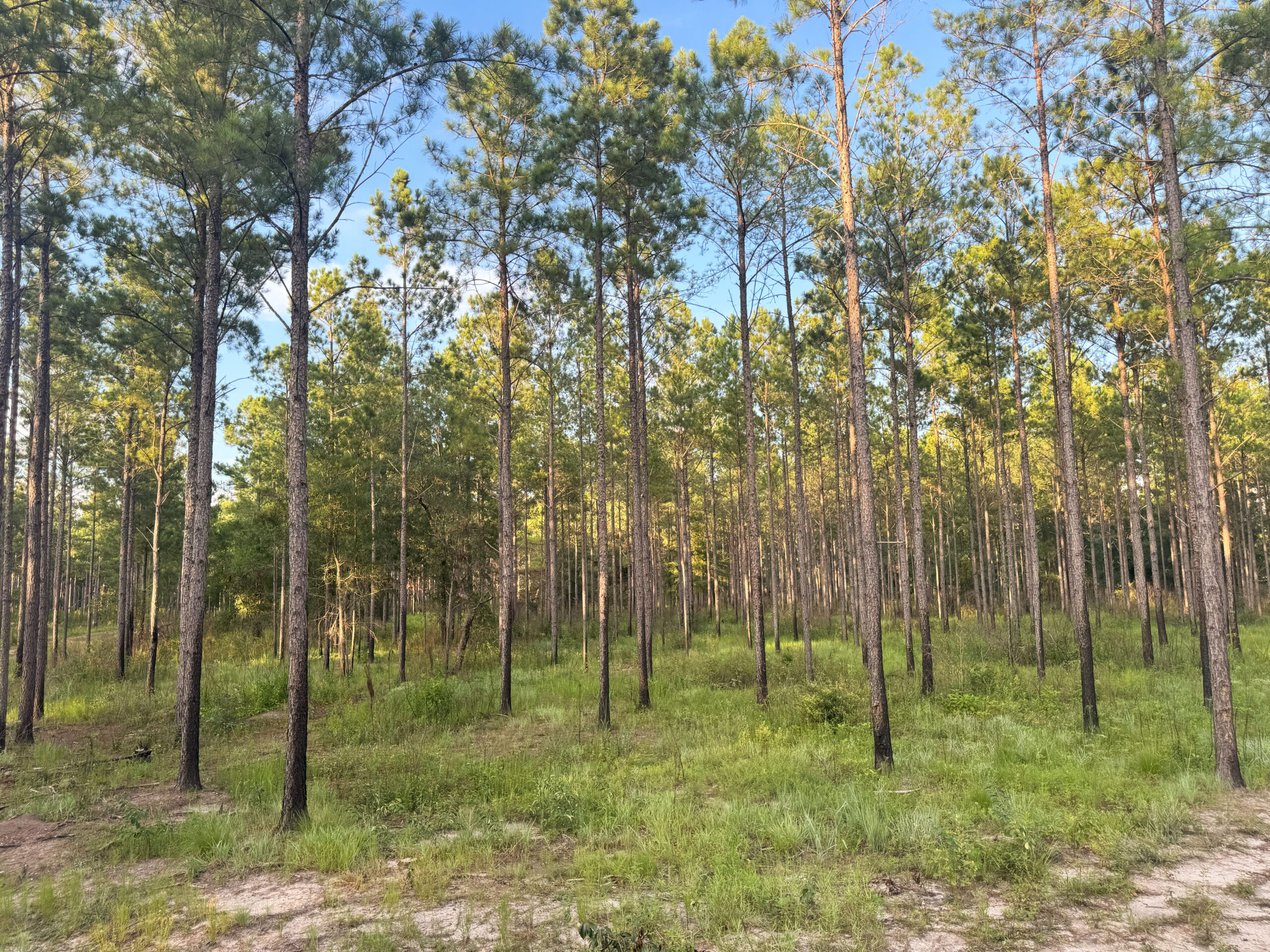 Recreational and hunting paradise located just outside Vada, GA in Decatur County