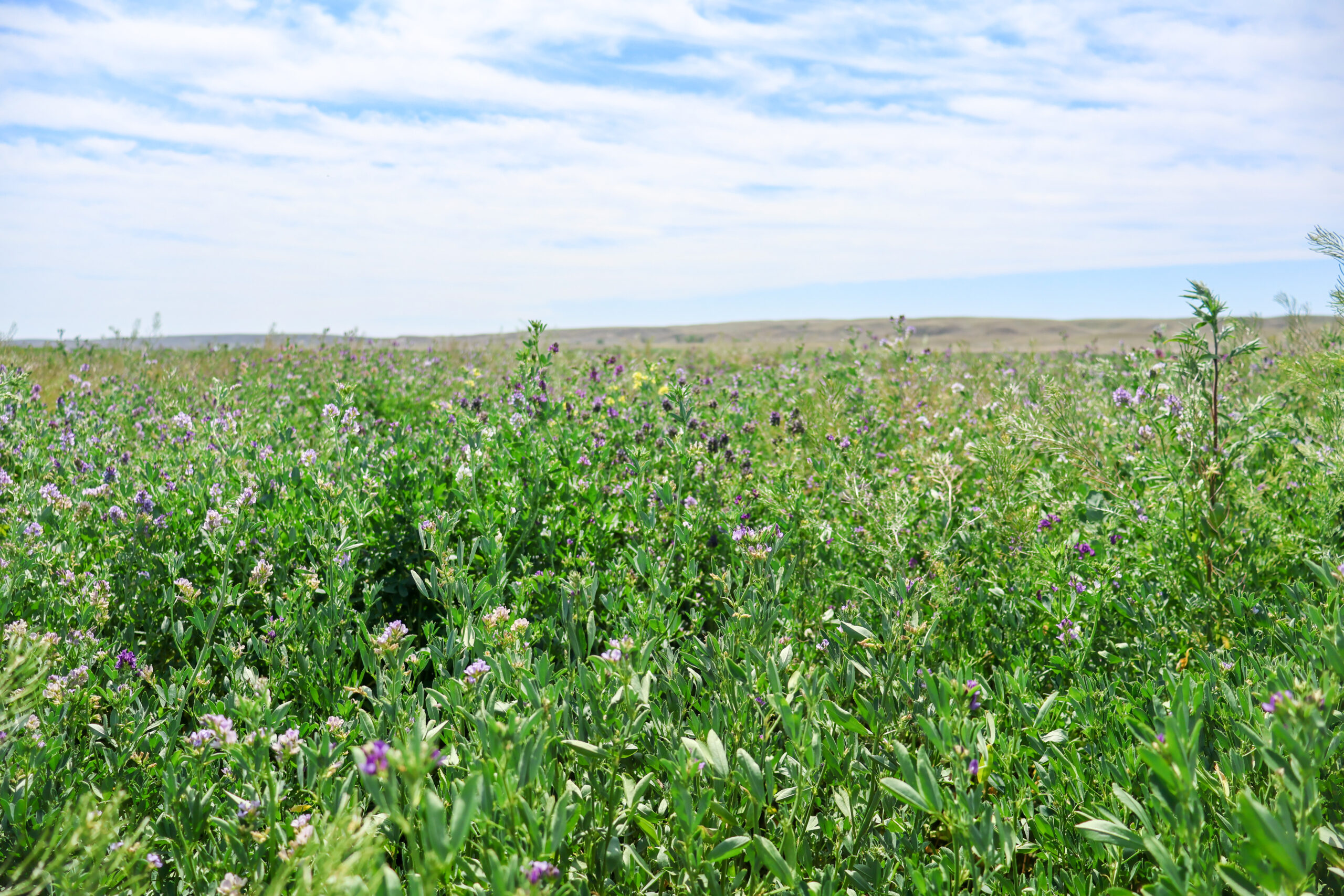 East Malta Irrigated Farm & Ranch – The Hould Property