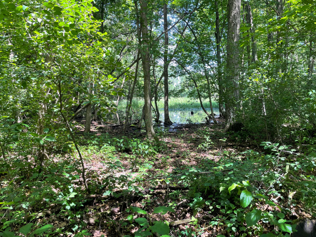 71.8-Acre Heavily Wooded Hunting Parcel with 4,500 Ft of St. Francis River Frontage