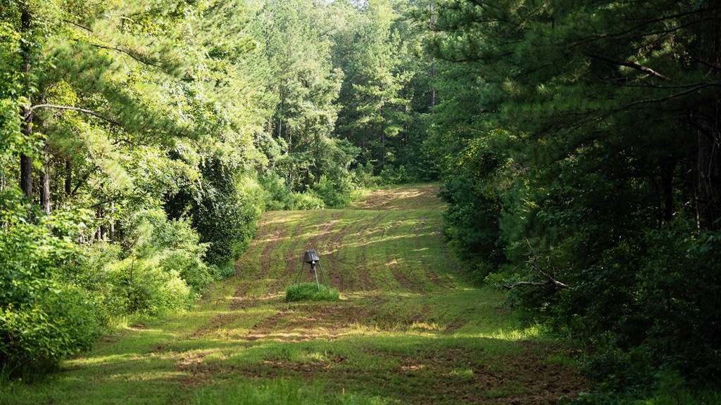 Hunting Land in Woodville, MS – 125 Acres for Sale