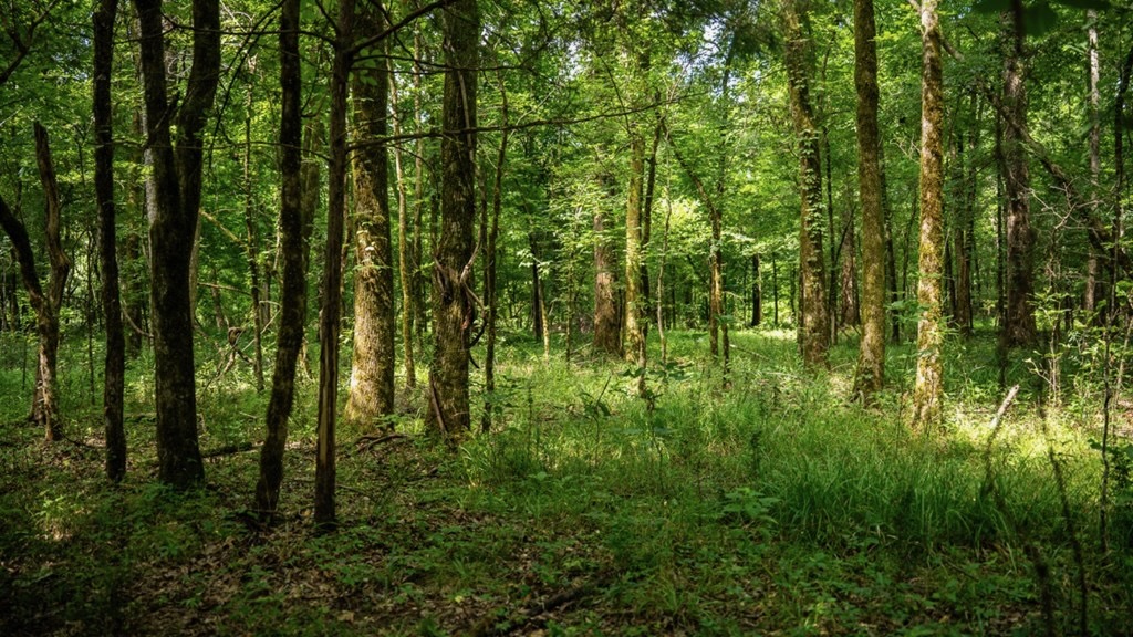 Hunting Land in Claiborne County, MS – The Reagan Tract