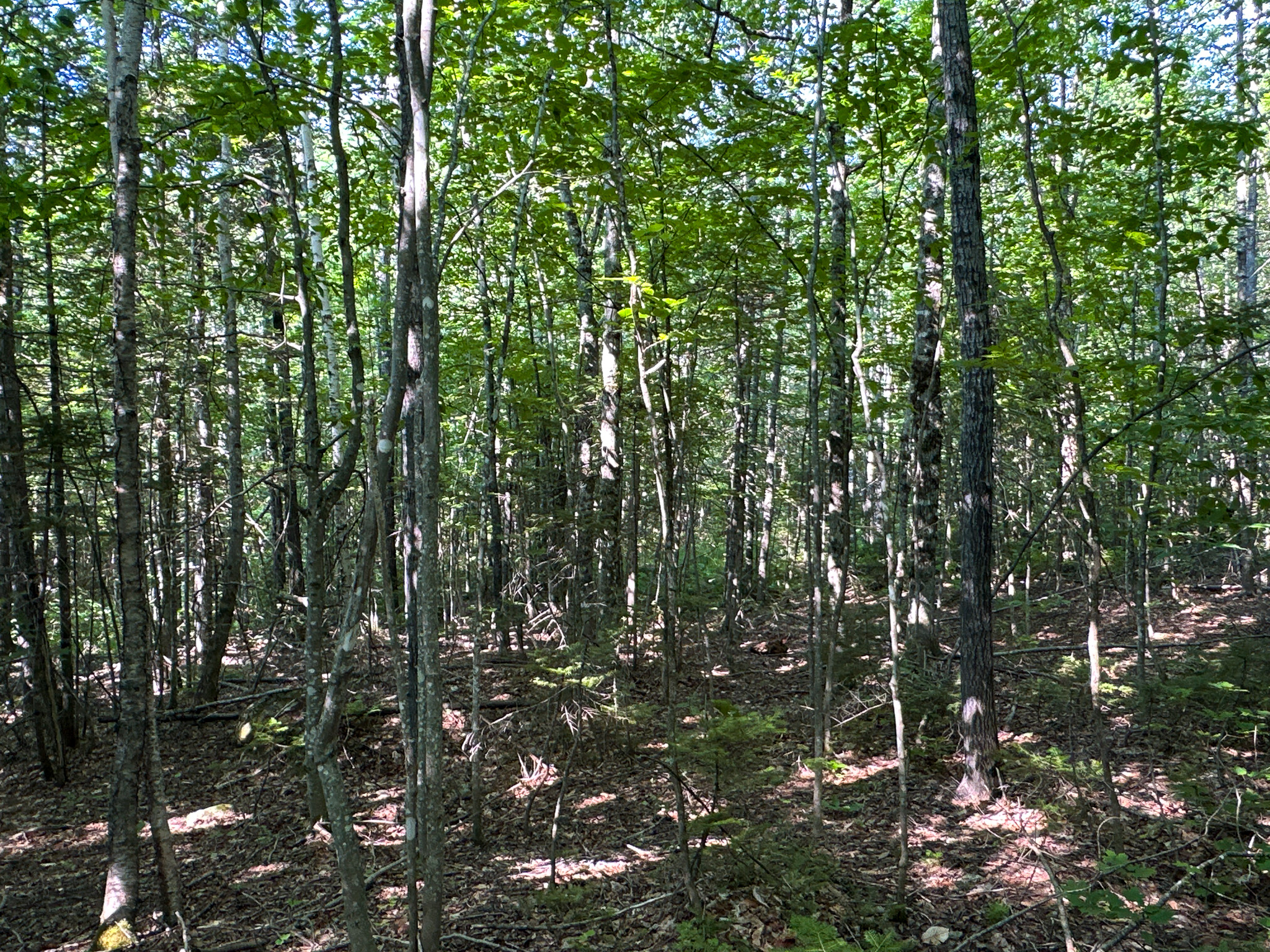 80± Acres of Off-Grid Mountain Land in Mount Chase, Maine