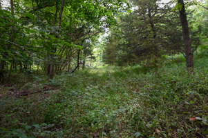 Land For Sale Barton County, MO 160± acres