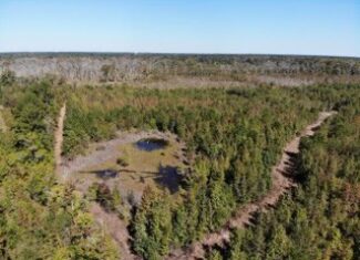South Carolina Hunting Land for Sale