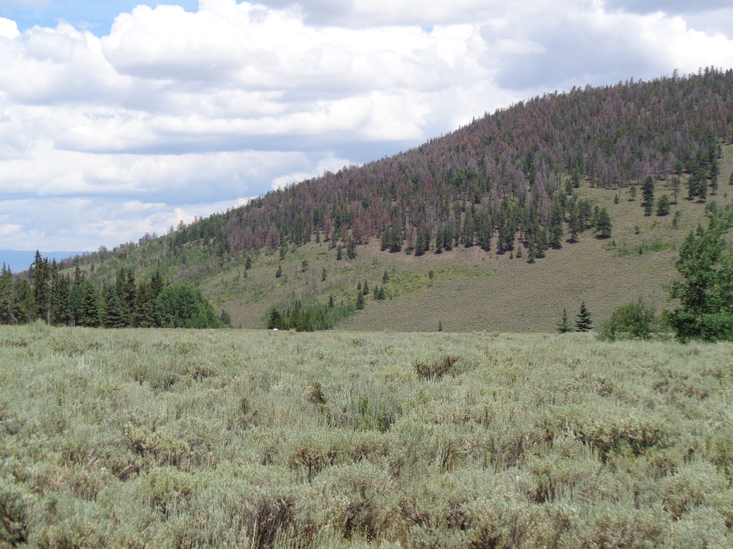 Cabin For Sale on 73 Acres in Colorado in GMU 66