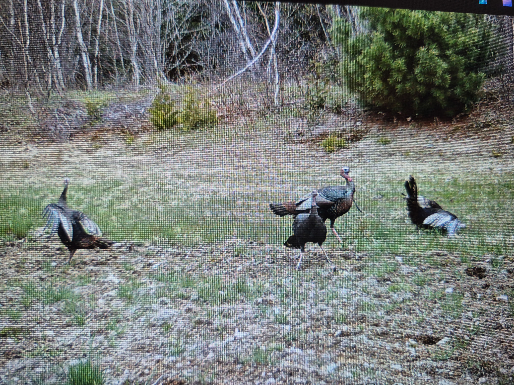 Maine Hunting and Recreational Timberland for Sale | 152± Acres in Carroll Plantation