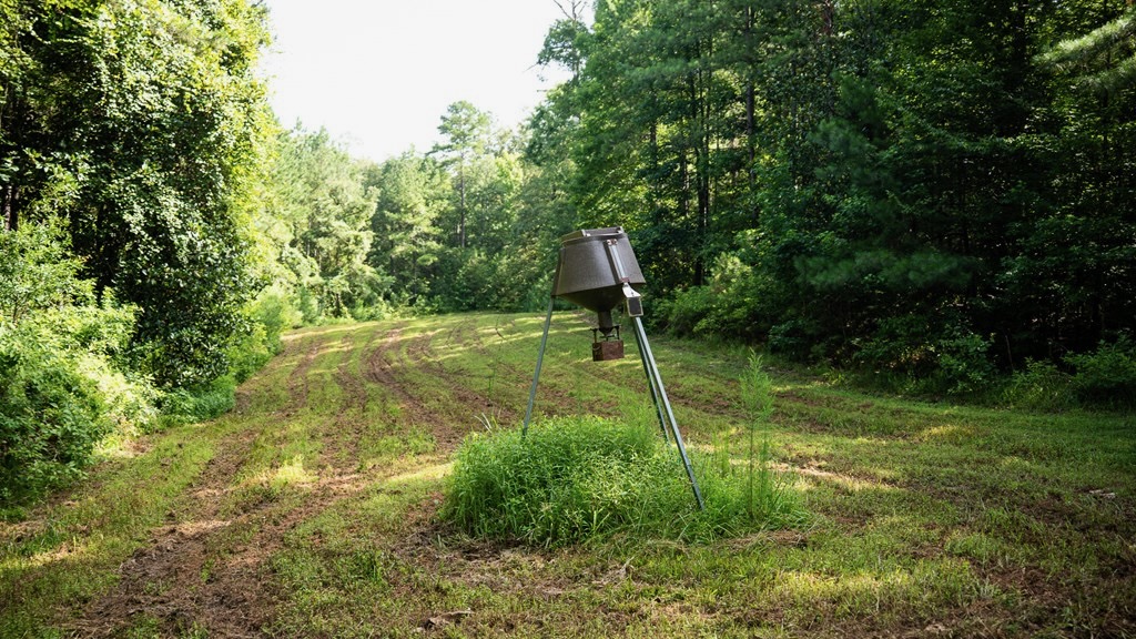 Hunting Land in Woodville, MS – 125 Acres for Sale