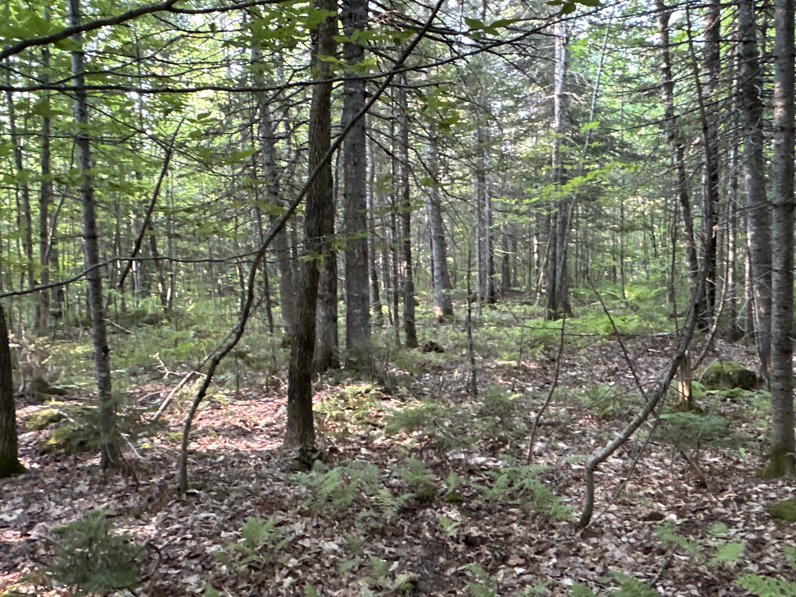 Off-Grid Cabin with 150± Acres Bordering Mount Chase