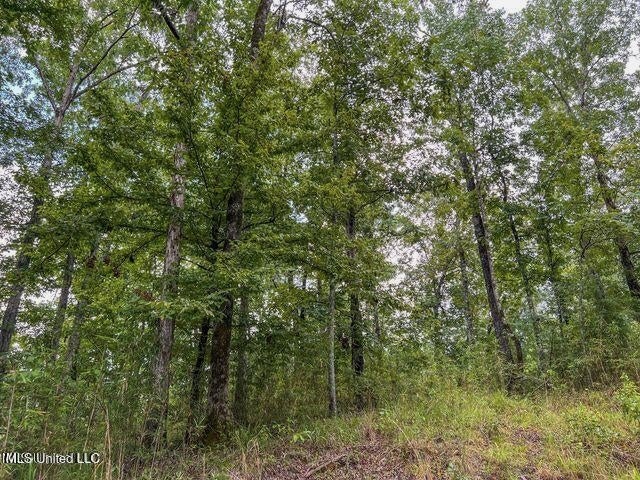 30 Acres of Prime Hunting Property in Hinds County