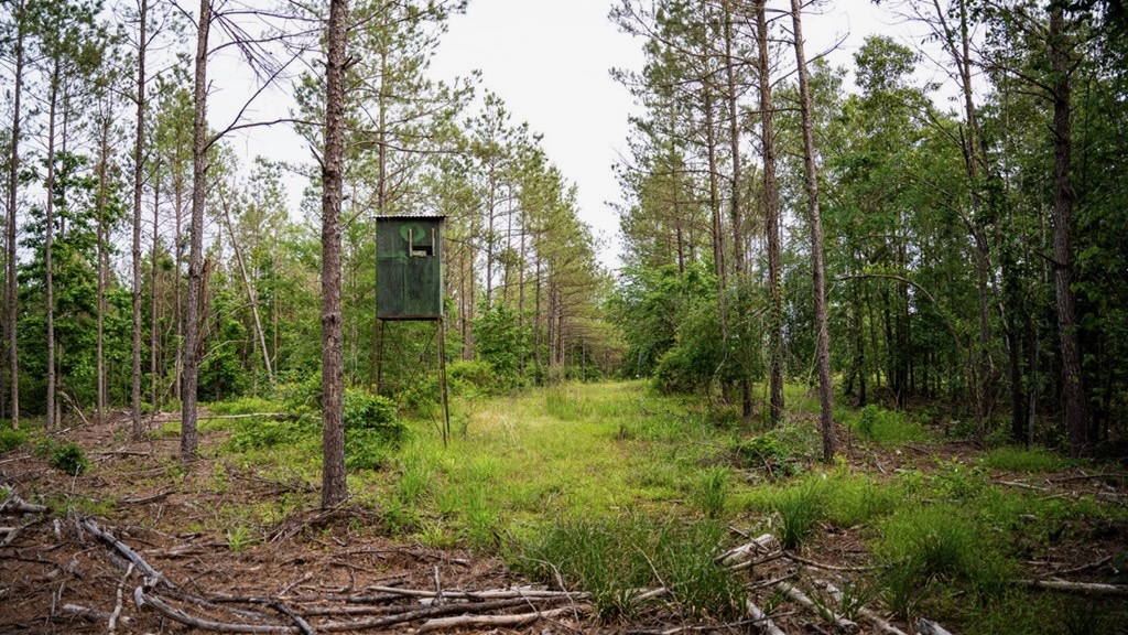 Catahoula 295 Acres – Enterprise, LA Hunting Land
