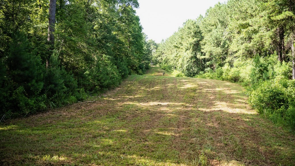 Hunting Land in Woodville, MS – 125 Acres for Sale