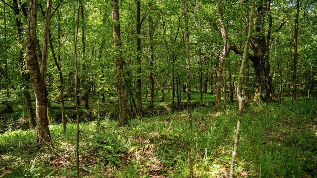 Hunting Land in Claiborne County, MS – The Reagan Tract
