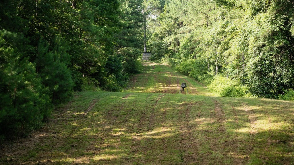 Hunting Land in Woodville, MS – 125 Acres for Sale
